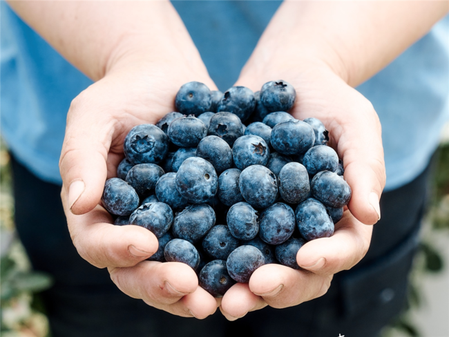 直擊台灣藍莓產地！土生土長的手摘新鮮藍莓 如何把關食安？ | 華視市場快訊