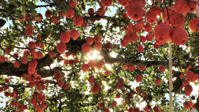 甜點控看過來! 11/15—12/3日本青森蘋果甜點限量展售 只在弘前函館文化物產展 | 華視市場快訊