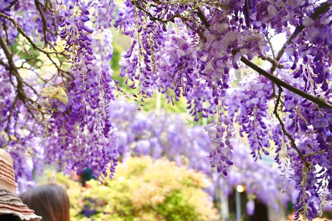 茶園、瀑布到紫藤花海　嘉義瑞里打造療癒系山林旅遊 | 華視市場快訊